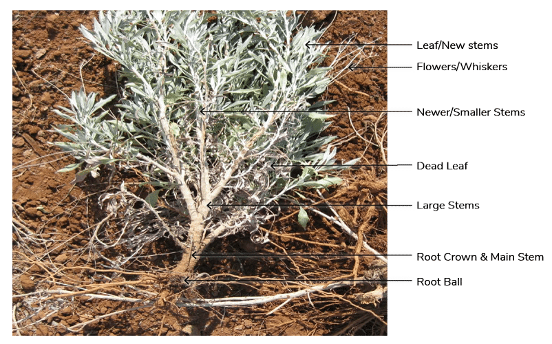 The-guayule-plant-500