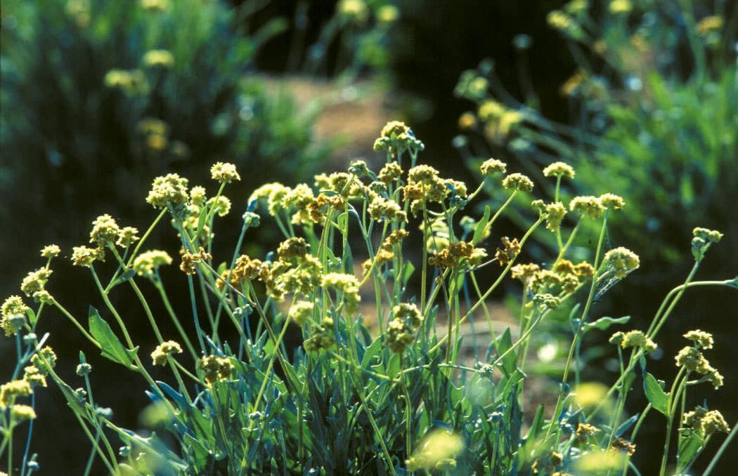 guayule plant for web